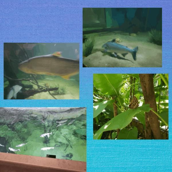 excursao-ao-zoologico-e-aquario-de-belo-horizonte-